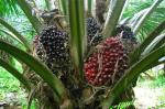 Oil palm plantation @ Gua musang kelantan