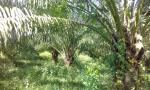 Oil palm estate at Titi